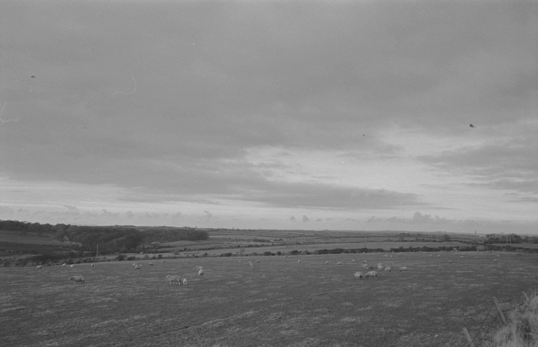sheep grazing Welsh hillside